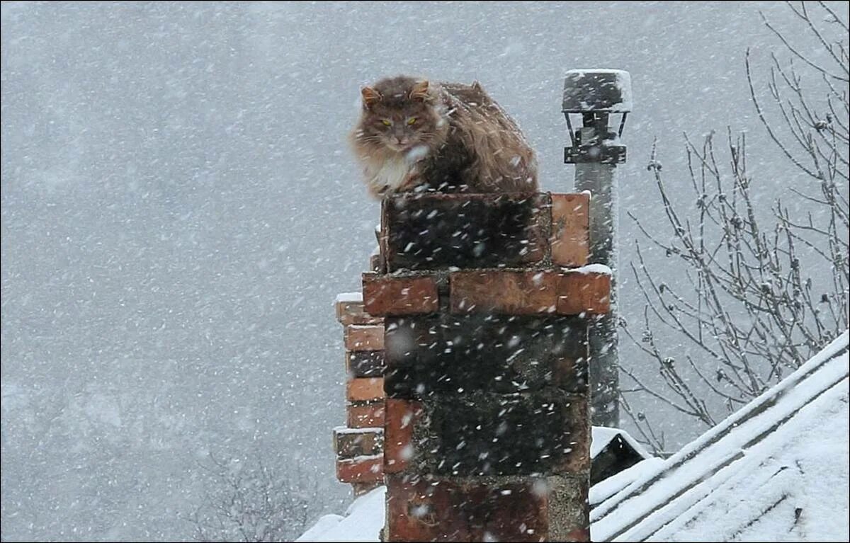 кот сидит на трубе. котики на теплотрассе. коты на теплотрассе. кот на трубе. кот на трубе.