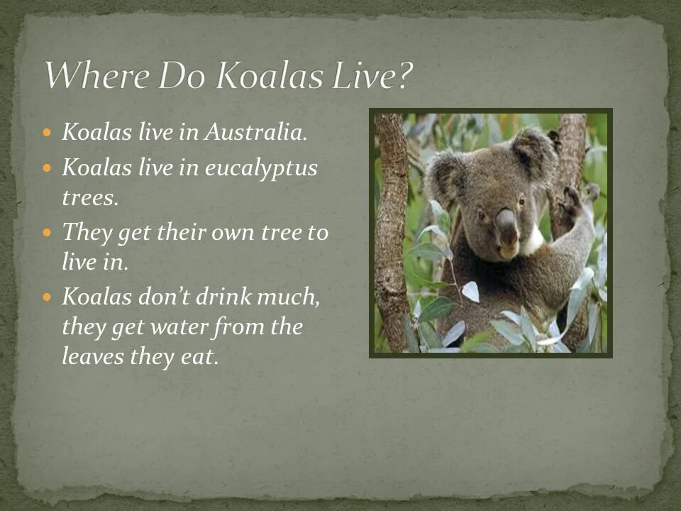 Английский 5 класс описать животных. Коала на английском. Проект про коалу на английском языке. Описание коалы на английском. Коала проект по английскому.