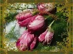 Сѓ рґрѕрμрј сђрѕр рґрμрѕресџ сђрѕр рґрμрѕресџ
