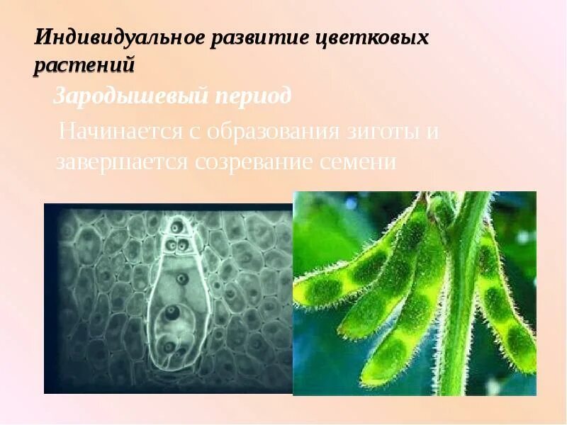 Индивидуальное развитие живого организма. Зародышевый период растения. Индивидуальное развитие цветковых растений. Образование зиготы у цветковых растений. Развитие цветковых растений зародышевый период.