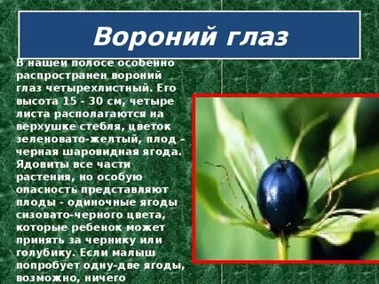 Вороний глаз растение окружающий мир 2 класс
