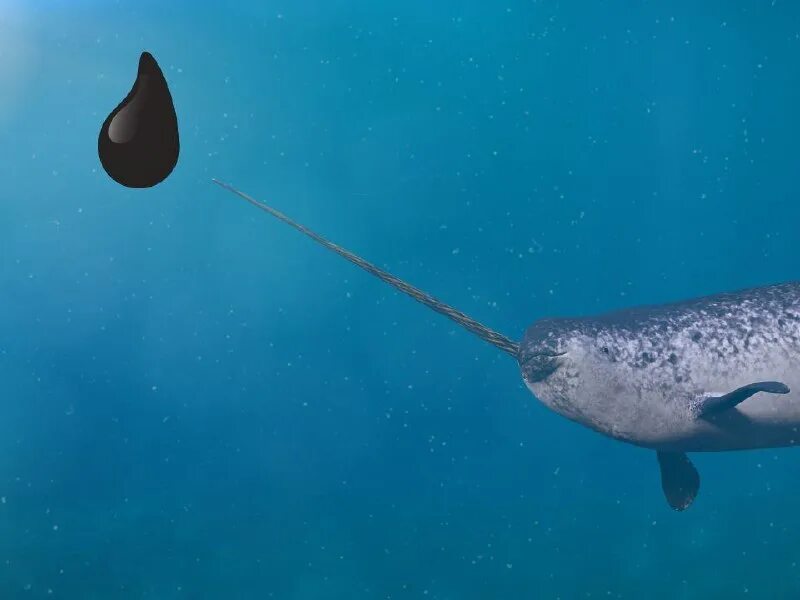 Нарвал иначе. Нарвал млекопитающее. Арктический кит нарвал. Нарвал иначе. Нарвал отряд.