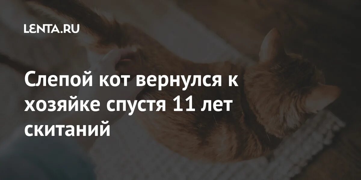 Почему коты возвращаются