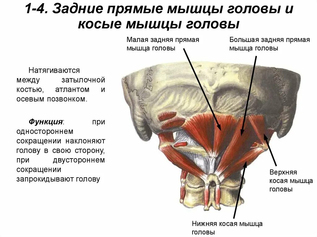 Ременная мышца головы болит. Затылочные мышцы головы. Сухожильный шлем головы анатомия. Ременная мышца головы и шеи анатомия. Анатомия мышц головы и шеи человека.