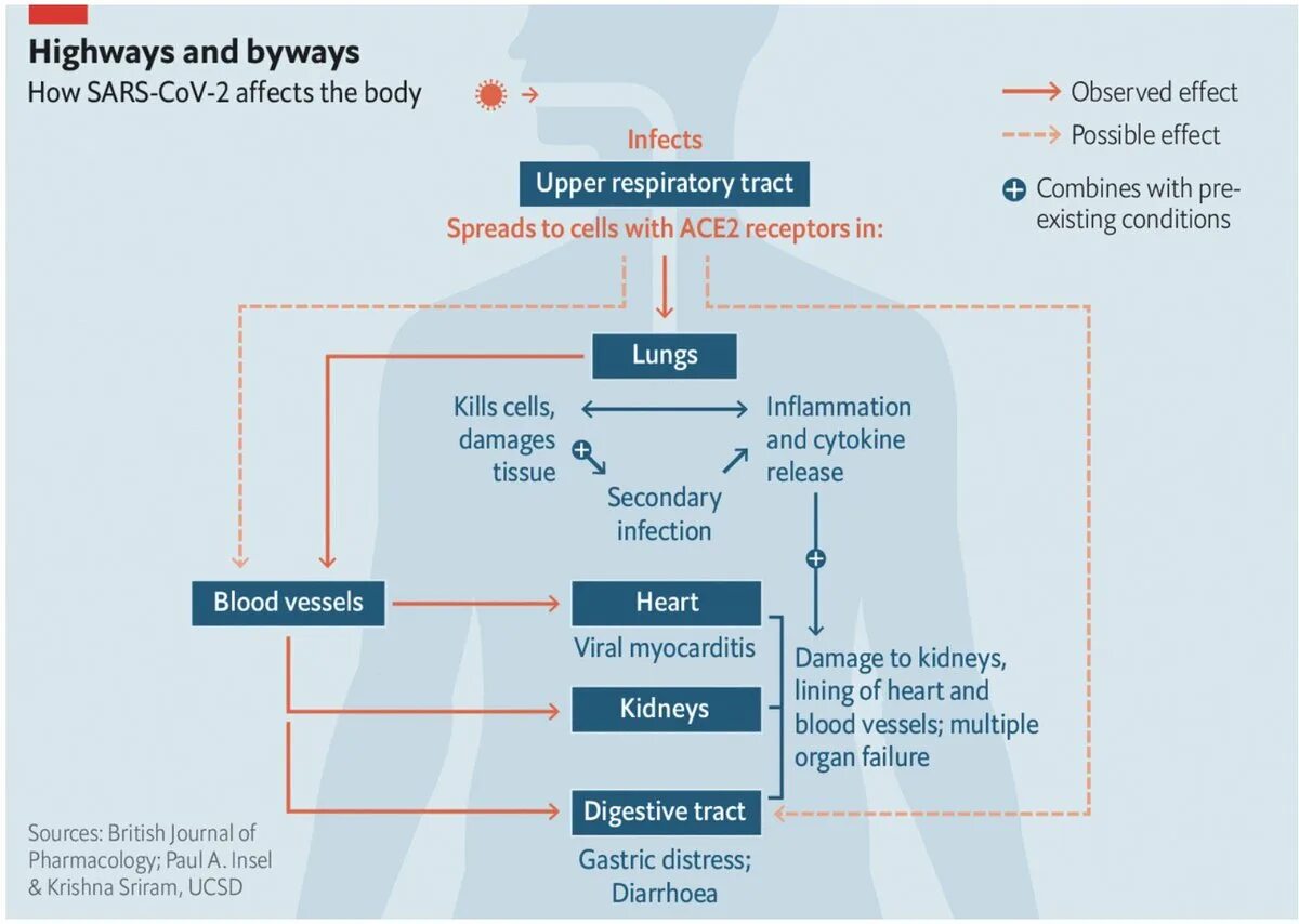Ковид органы. Патогенез коронавирусной инфекции схема. Патогенез ковид 19. SARS cov патогенез. Патогенез SARS-cov-2.