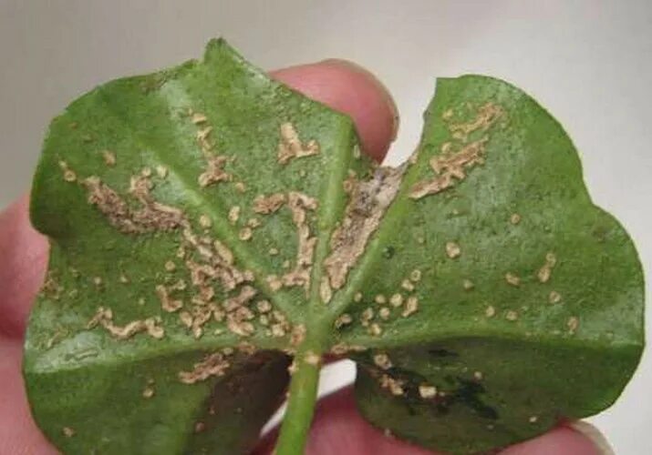 бактериальная пятнистость пеларгонии. эдема плющелистной пеларгонии. листья плющелистной пеларгонии. пеларгония плющелистная болезни. водянка на листьях пеларгонии.