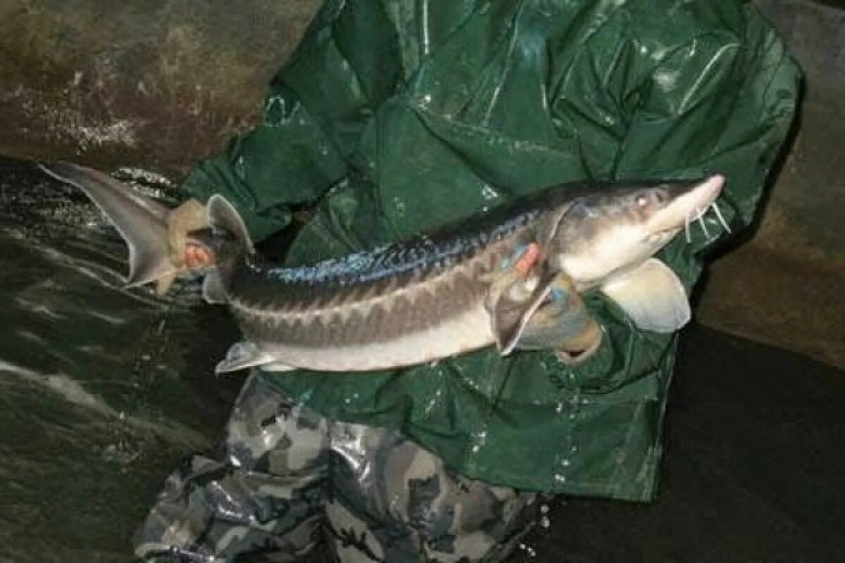 Азербайджан запретил. Самая большая рыба осетровых пород. Ловля осетровых в море. Осётр 2021. Поймали браконьеров рыбы.