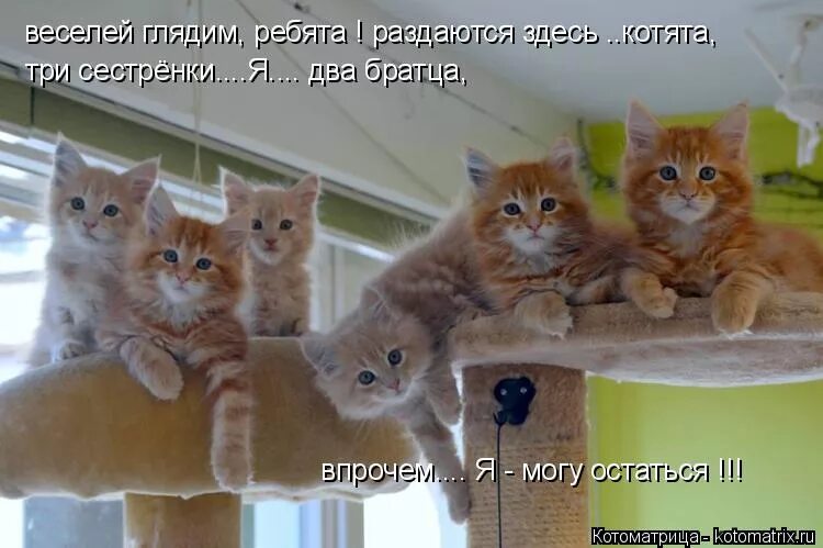 Котик здесь не просто