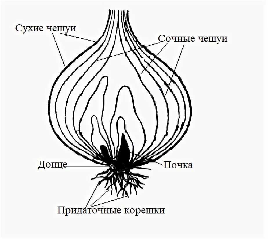 Какую функцию выполняют в луковице сочные чешуи