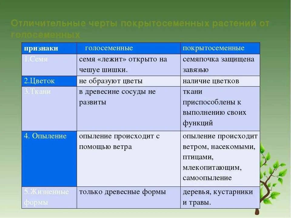 Отличия семени и споры у растений