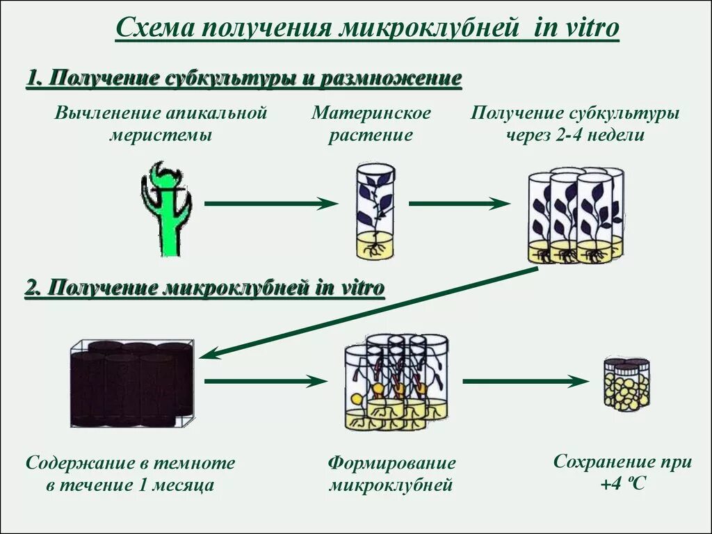 Схема микроклонального размножения растений растений. Схема микроклонального размножения картофеля. Схема микроклонального размножения растений in vitro. Этапы процесса микроклонального размножения. Установите последовательность этапов выращивания растения