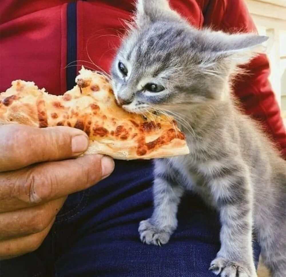 Котята едят сами. Котенок кушает. Котенок с пиццей. Кот кушот. Котенок завтракает.