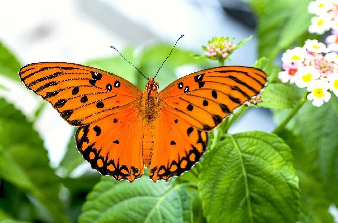 Покажи видео бабочек. Олимпиус Инферно бабочка. Бабочка крапчатый Арлекин. Красивые бабочки. Оранжевая бабочка.