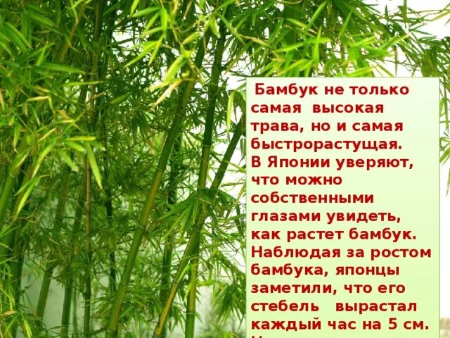 За сколько часов вырастает бамбук