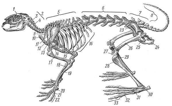 Строение скелета млекопитающих кролика. Кролик скелет туловища позвоночник. Строение скелета кролика. Скелет пояса задних конечностей млекопитающих.