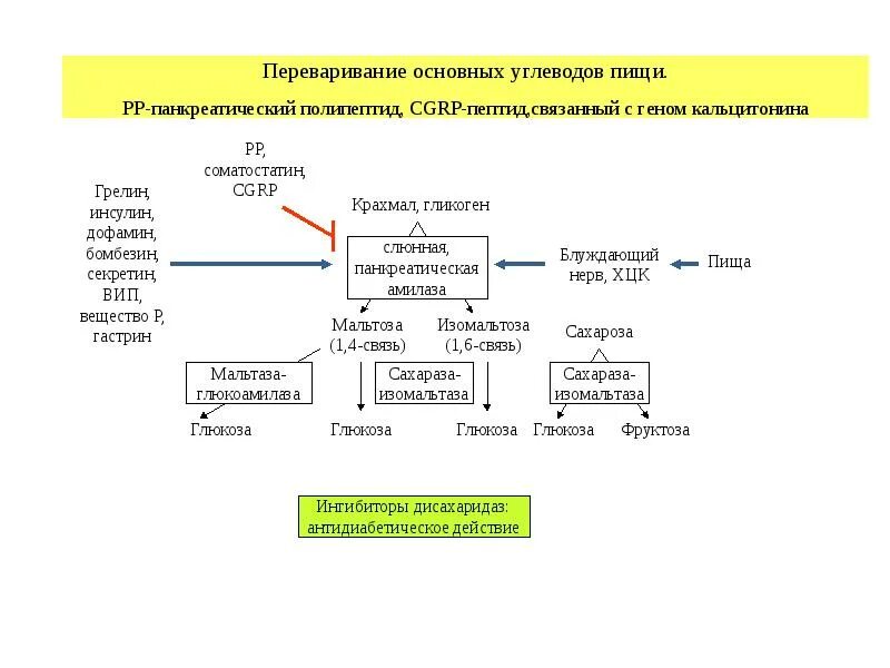 Адреналин углеводы. Нервная регуляция углеводного обмена схема. Влияние адреналина на обмен углеводов схема. Влияние инсулина на углеводный обмен схема. Влияние адреналина на углеводный обмен.