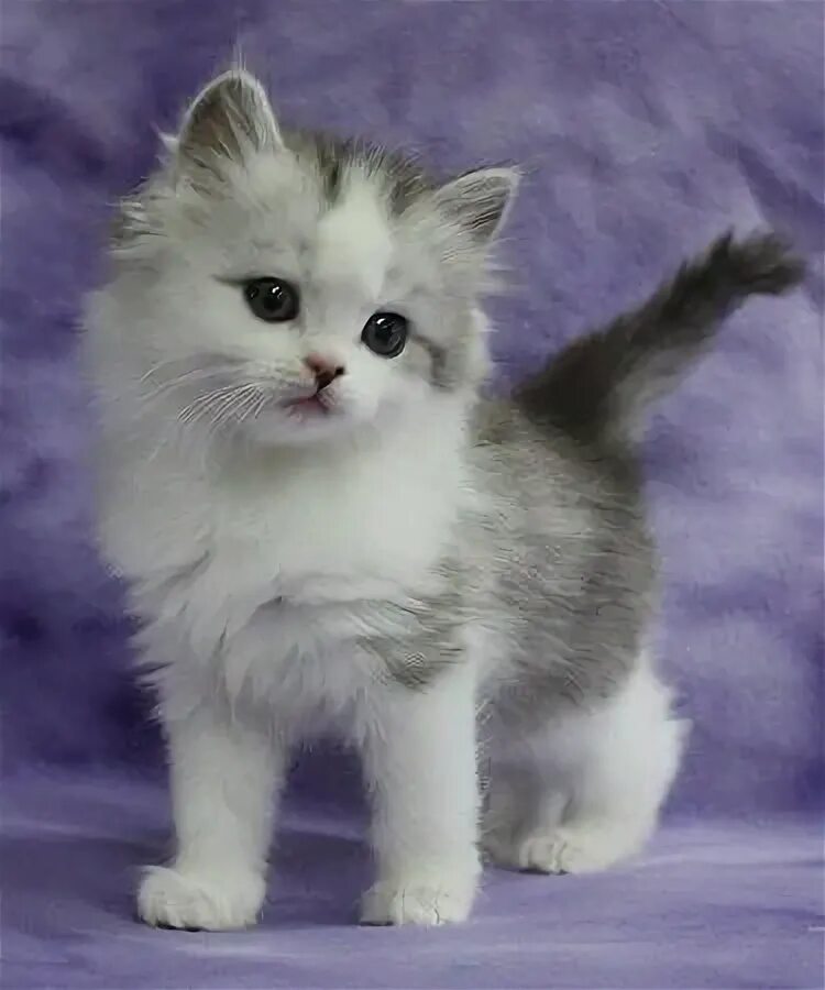 persian cat blue eyes - Google Search Cat aesthetic, Beautiful cats, Anime cat