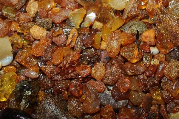 Можно ли собирать янтарь. Балтийского моря янтарь добыча янтаря. необработанный янтарь море. янтарь на берегу балтийского моря. необработанный янтарь на берегу балтийского моря.