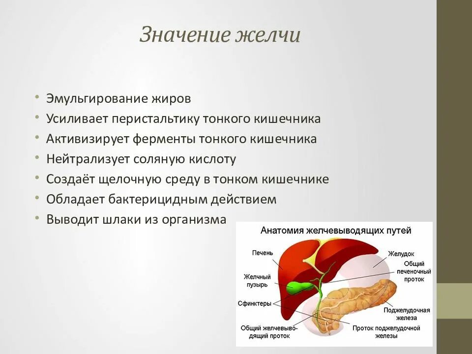 Значимость печени. Печень и поджелудочная железа презентация. Значение желчи. Печень эмульгирование жиров функции. Повышенная печень что означает