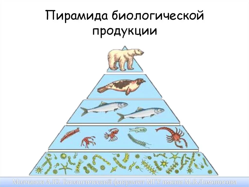 Постройте пирамиду чисел пищевой цепи. Экологическая пирамида биомассы. Пирамида биомассы биология. Пирамиды численности и биомассы это в биологии. Пирамида биомассы в экосистеме.