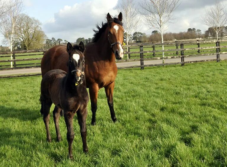 Верховой сад. Лошадь в сад Королевский. National stud.