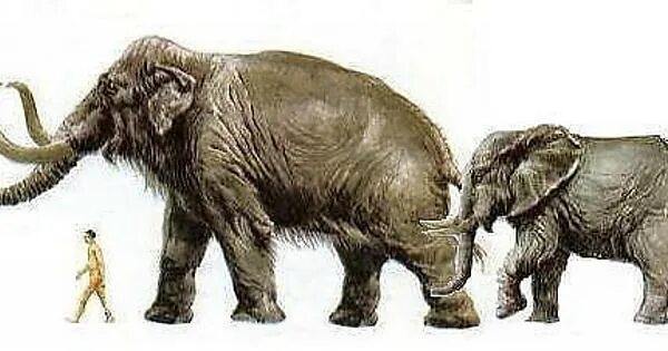 Ананкусы вымершие хоботные. Праотец слона. Кювьерониус вымершие хоботные. Девушка слониха фигура. Эволюция слона в картинках.