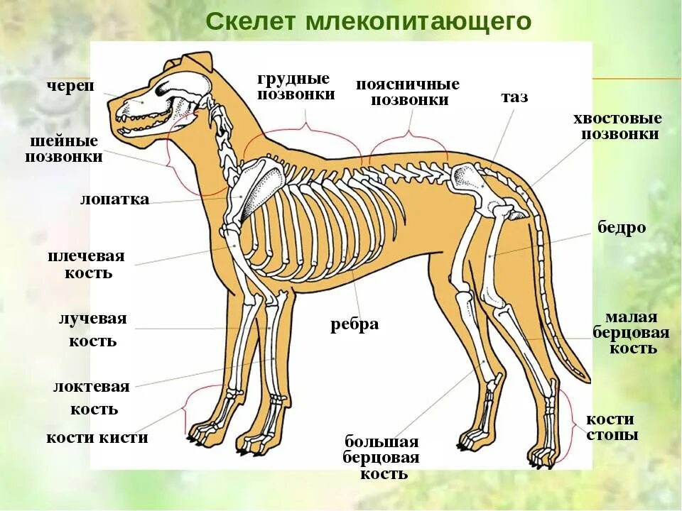 Внутреннее строение млекопитающих 7 класс. Строение скелета млекопитающих 7 класс биология. Внешнему, скелет, внутреннее строение млекопитающих. Скелет собаки по биологии 7 класс.