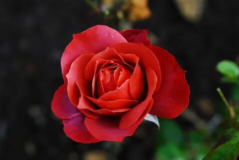 Rose but