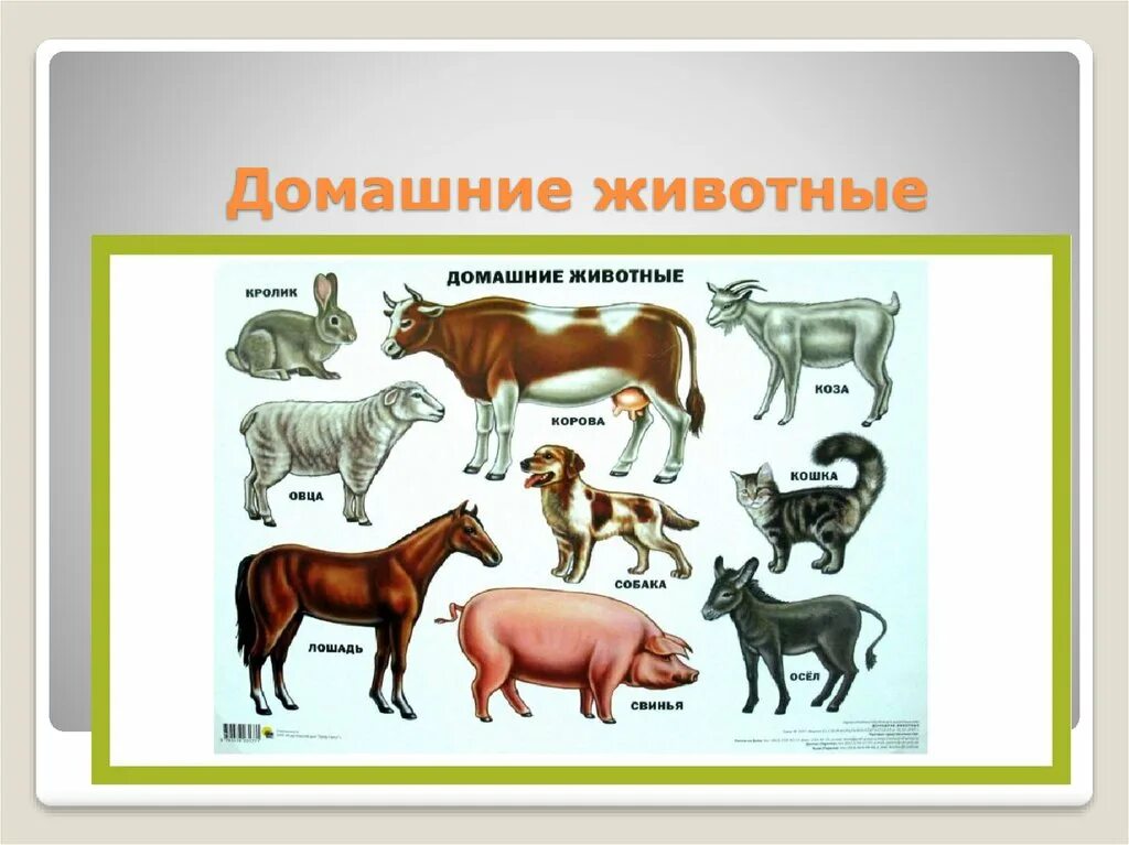 Презентация как узнать животных для дошкольников. Домашние и дикие животные для детей. плакат. домашние животные.. разнообразие домашних животных. название диких и домашних животных.