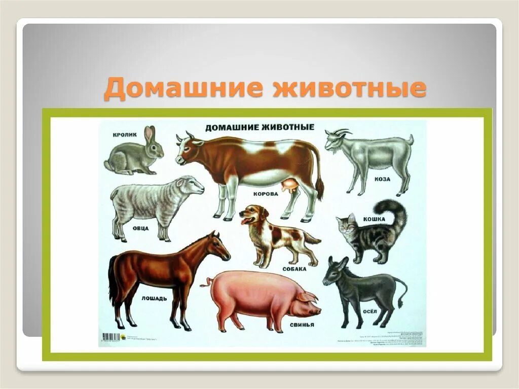 Каких животных ты знаешь. Дикие и домашние животные. Домашних животных для детей. Название диких и домашних животных. Звери Дикие и домашние.