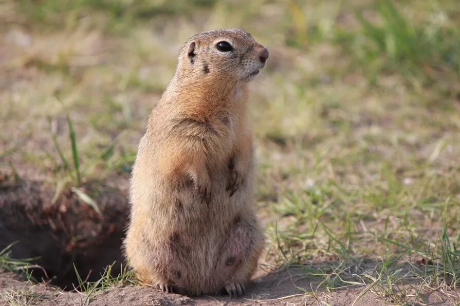 Зверек суслик. Желтый суслик Spermophilus fulvus. Большой суслик (Spermophilus Major). Суслик песчаник. Горный суслик Кавказ.