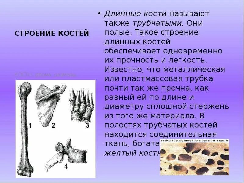 Трубчатые кости длинные и короткие. Трубчатая кость. Строение длинных костей. Строение плоской кости. Почему костю назвали костей