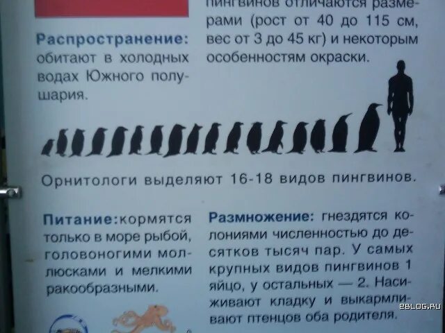 Диаграмма распространение химических элементов в природе по массе. Химические элементы в гидросфере. Химические элементы в земной коре. Распространение в массы. Самые распространённые элементы в земной коре.