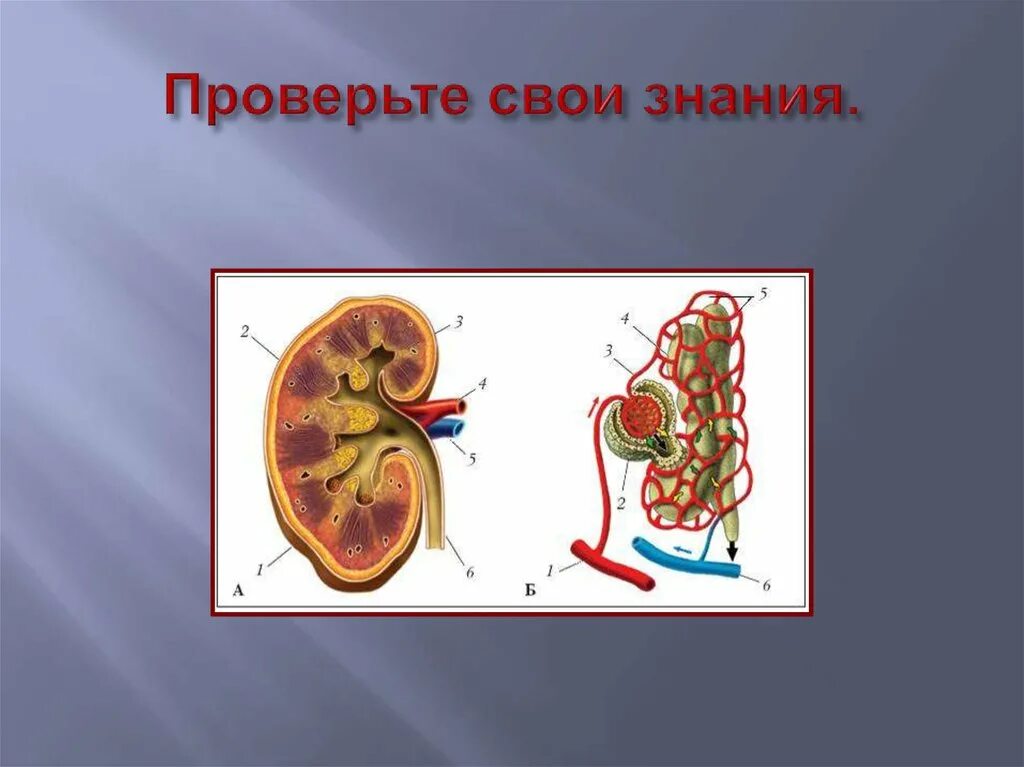 Выделение 8 класс человек. Выделительная система человека. выделение (биология).