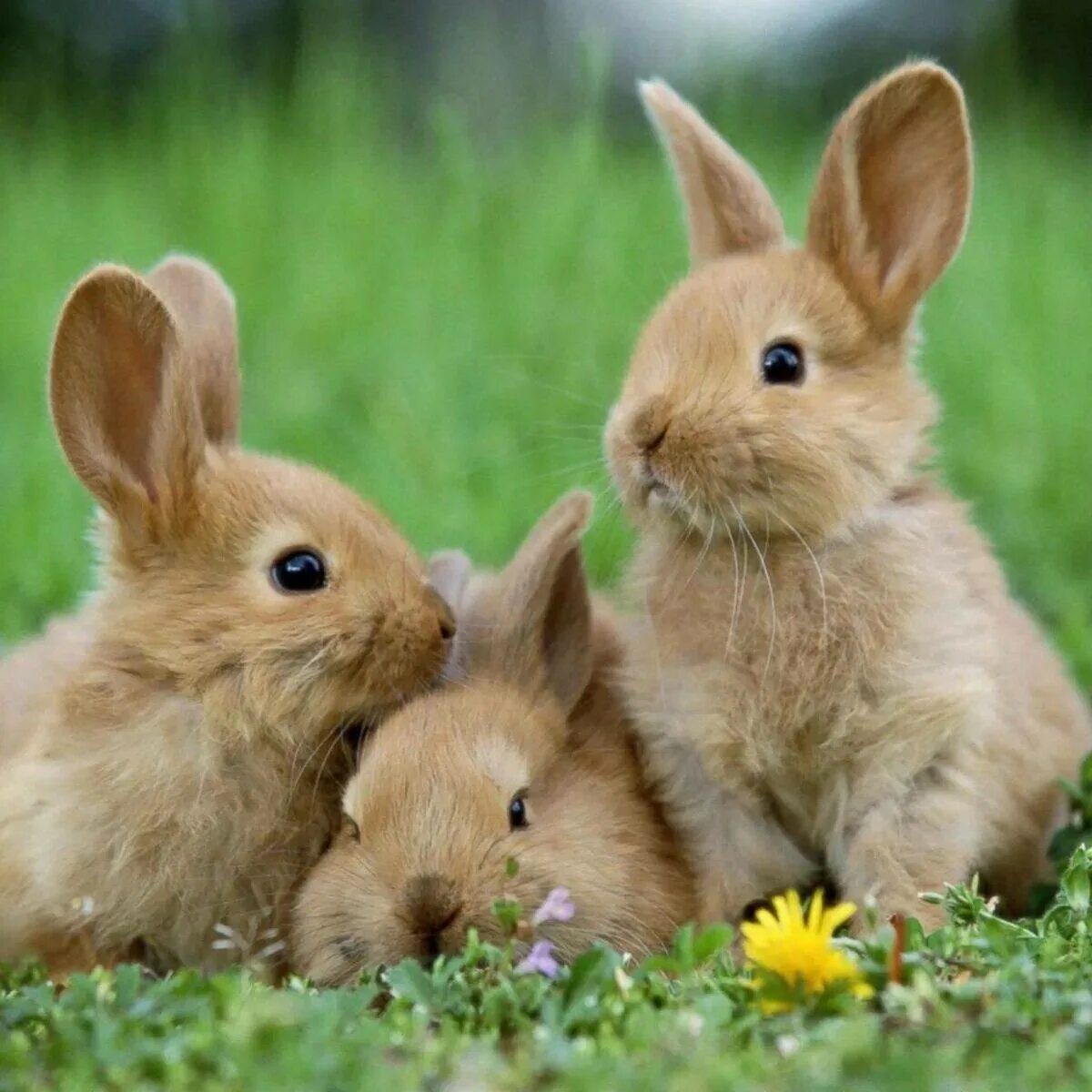 Зайчик зайчата. Красивый кролик. Картинки зайчиков красивые. Кролики и крольчата. Милые домашние животные.