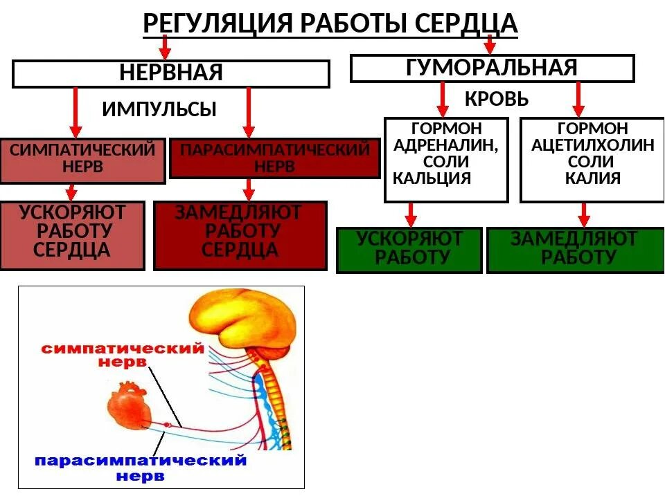 Рассмотри предложенную схему регуляция работы сердца 2 регуляция нейрогуморальная регуляция
