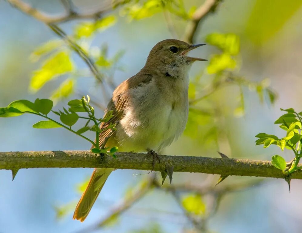 Luscinia Luscinia. Luscinia megarhynchos. Обыкновенный Соловей. Птицы России Соловей.