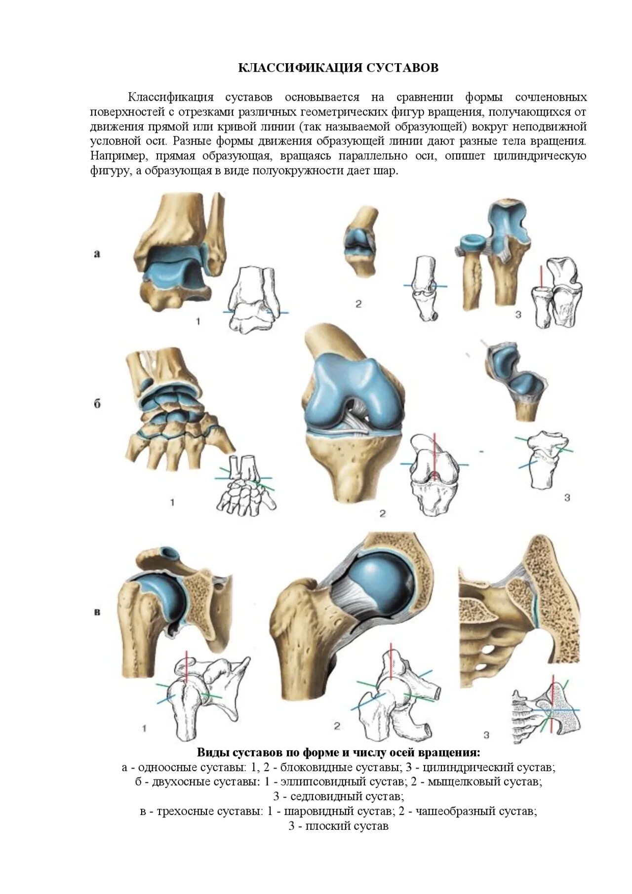 Названия суставов человека. Суставы одноосные двухосные трехосные. Формы суставов. Суставы по форме. Классификация суставов анатомия.