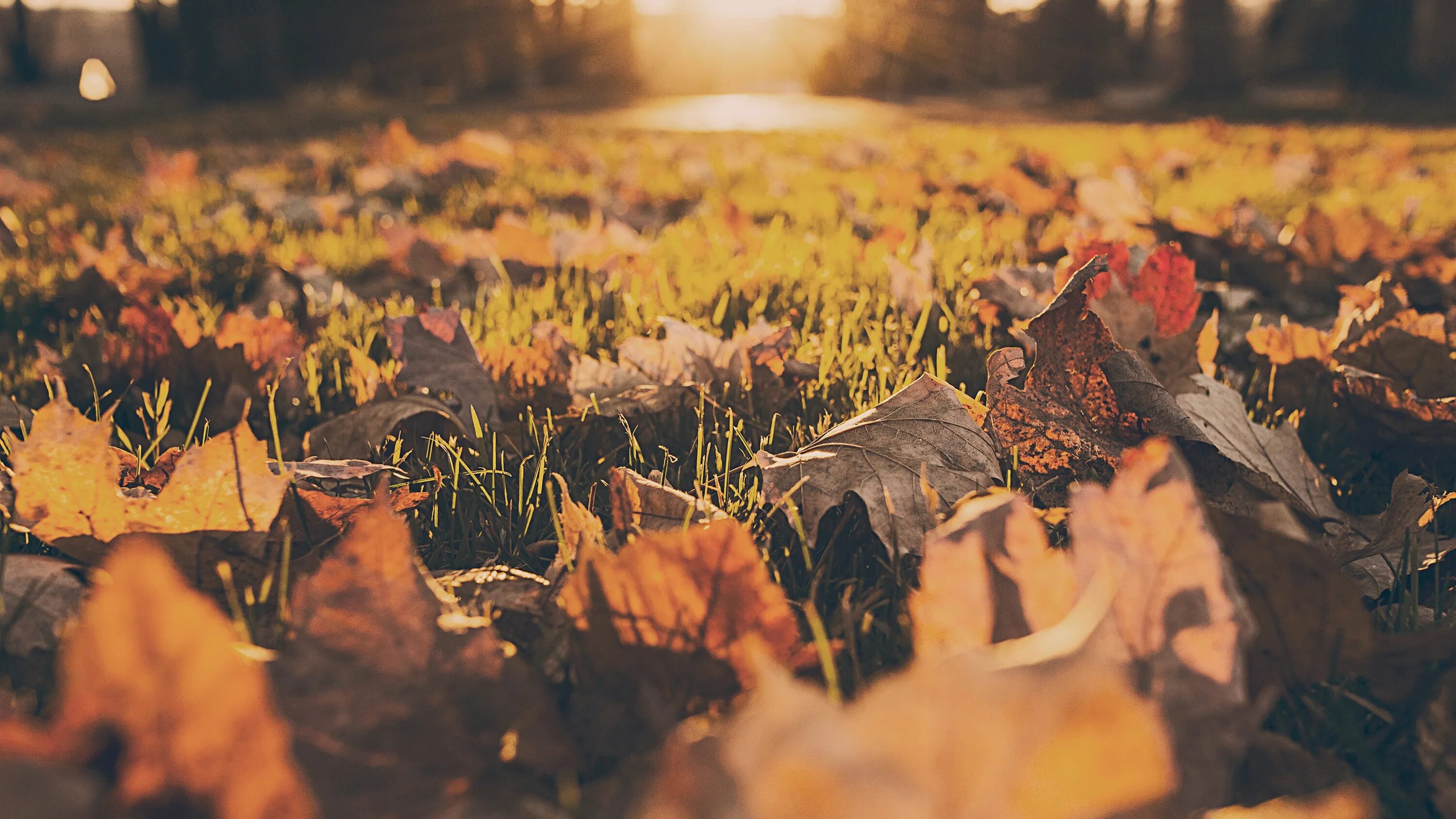Даже самой теплой осенью листья. Осень. Осень Эстетика. Осенняя атмосфера. Осень Эстетика природа.