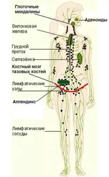 Расположение лимфатических узлов на теле человека схема. Лимфатические узлы на ногах схема расположения. Подколенные лимфоузлы схема. Поясничные лимфатические узлы расположение. Лимфоузел слева в паху у женщин