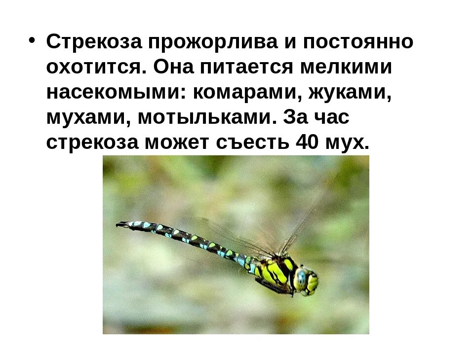 Тип питания стрекозы. Стрекоза описание. интересные факты о стрекозах. стрекозы отряд насекомых. сообщение о стрекозе.