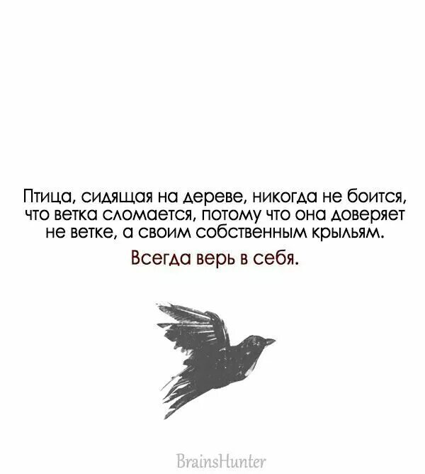 Птица сидит на знаке. Цитаты про птиц. Красивые цитаты про птиц. Фразы про птиц. Афоризмы про птиц.