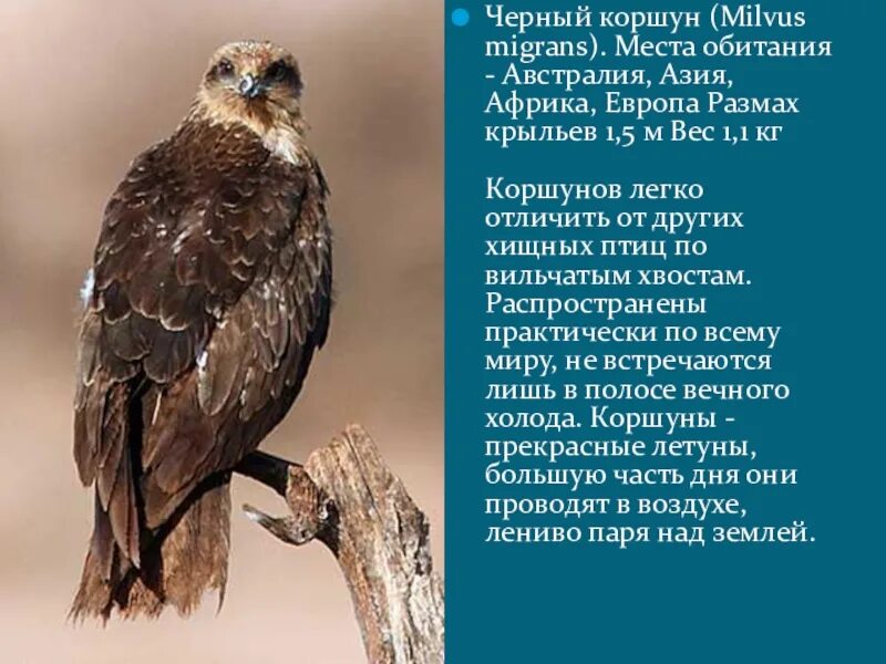 Черный Коршун Milvus Migrans. Чёрный Коршун красная книга. Чёрный Коршун размах крыльев. Чёрный Коршун описание.