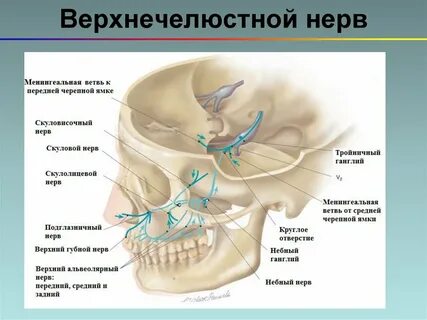 Подглазничный нерв