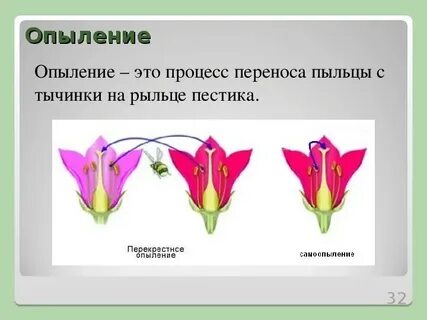 Опыление это 3 класс