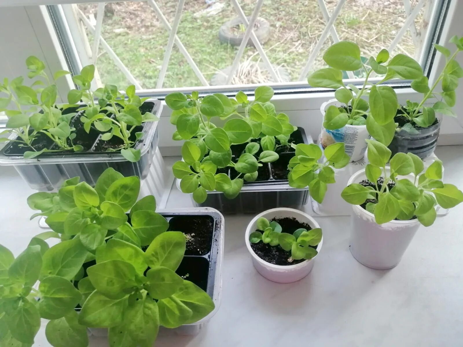 Удобрение для рассады. Чем удобрять рассаду цветов. Петуния уникум рассада. Эпин для петунии. Весенняя рассада.