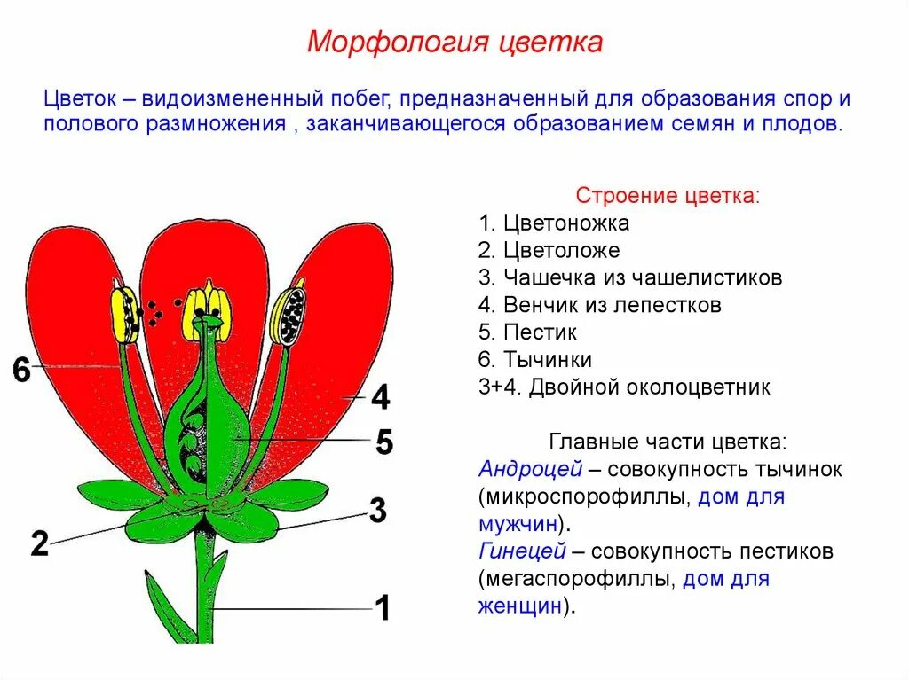 Строение цветка и типы соцветий. Строение соцветия растения. Морфология и анатомия цветка. Морфология растений таблица.