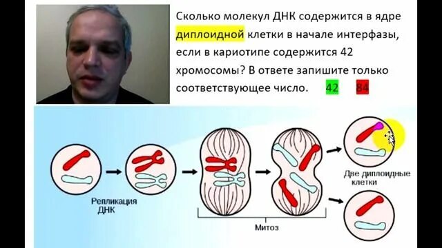 Сколько молекул днк содержит 1 хромосома. Диплоидная клетка в начале интерфазы. клетки в начале интерфазы. сколько молекул днк содержится в ядре диплоидной клетки.