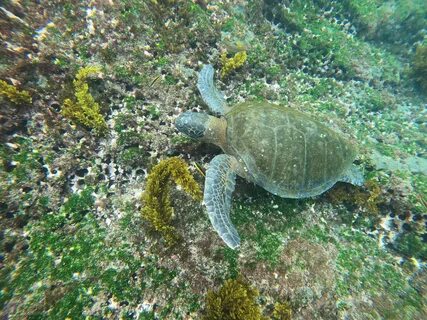 Зеленая морская черепаха из красной