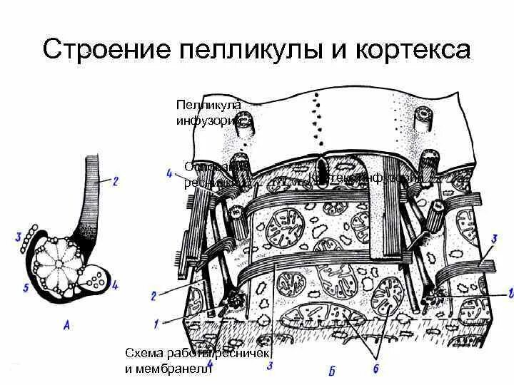 Кортекс инфузорий. Инфузория туфелька сократительная вакуоль. Строение кортекса инфузорий. Кортекс инфузорий строение. Пелликула у простейших.
